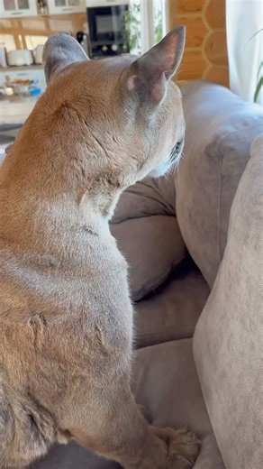 10K views · 232 reactions | Messi's hair peeled off on his ears again.. a problem that has no explanation路‍♀️ this happens twice a year, it's always been 殺 | Team RRQ Unofficial | Facebook