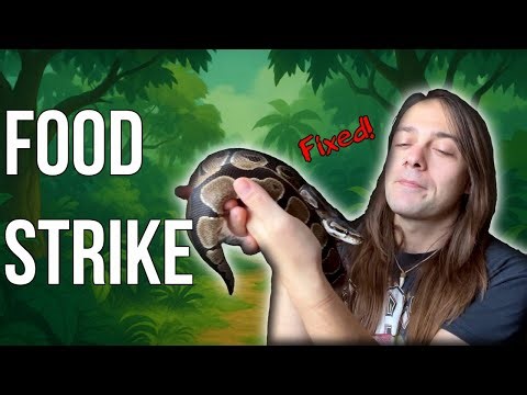 🐍 FOOD STRIKE? Here is HOW to FIX IT!