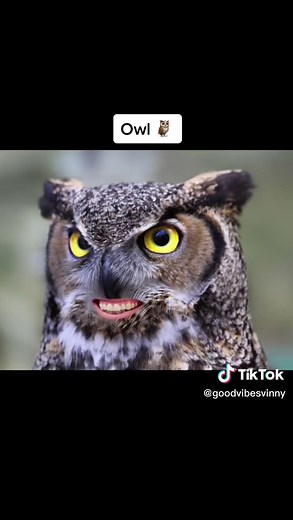 goodvibesvinny on TikTok