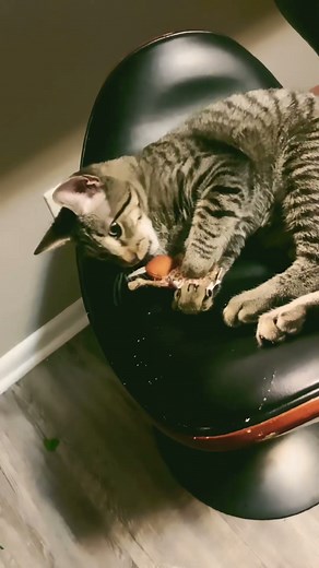 Crazy evil cat #CrazyCat