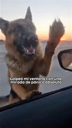 I abandoned my car because of a note on her collar