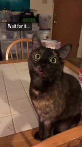 One of my favorite Gremlin videos of all time 😂 | Gremlin the Blep Cat - Cat Lady Tails