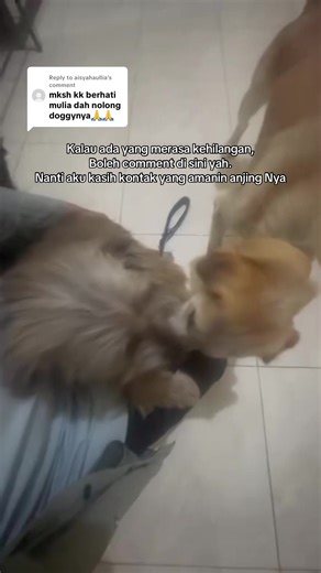 Replying to @aisyahaullia semoga lewat ke FYP ownernyaaaa #anjinghilang #anjingditemukan