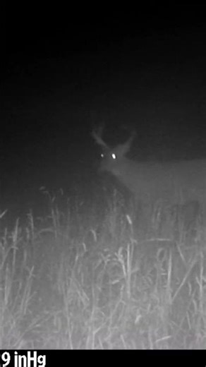 Goofy saying HELLO LADY'S #wildlife #buckdeer #deer