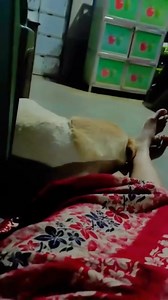 9.1K views · 42 reactions | Dog vs girl #fb #animallover #viral #meetingthechallenge #animals #funny #meeting #mating #trendingvideo | Village Fun TV | Facebook