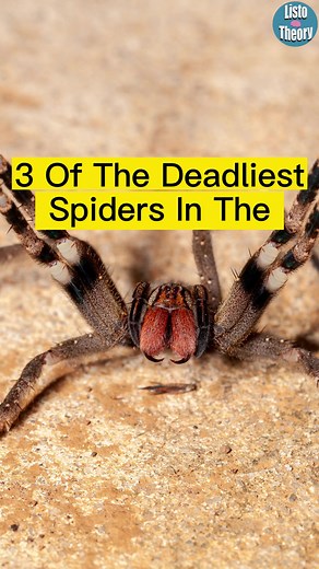 Understanding Venomous Spiders and Spider Bites: What You Need to Know