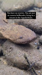 With no worries, eastern hellbenders grow up to two feet in length in our Southern Appalachian PARCAs (Priority Amphibian and Reptile Conservation Areas). They are very good at staying put, despite the fast-flowing waters they call home. Their long, flattened bodies allow them to fit into crevices under large, flat rocks along the bottom of streams. Eastern hellbenders don’t have to worry about places to breed and nest when ARC Field Biologists install the large slabs of rock they need. We also 