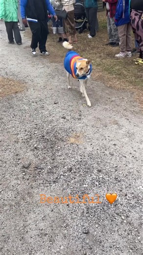 #Walkforpeace #Monks | The Monks Walking For Peace