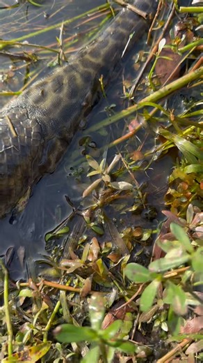 Garfish caught the hook 🎁🔥🎁 #subscribe #fishing #viral #garfish #freshwaterfish #release