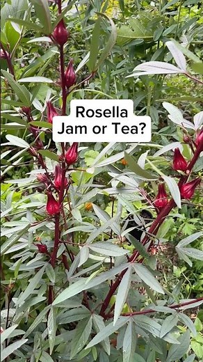 How to use rosella hibiscus!