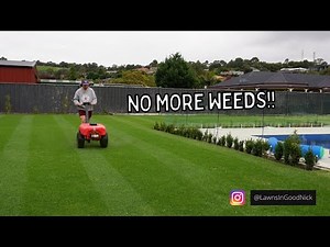 No weeds in my lawn for the next 6 months! // applying spartan pre-emergent