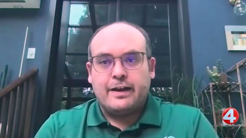 Giant hogweed: what to know