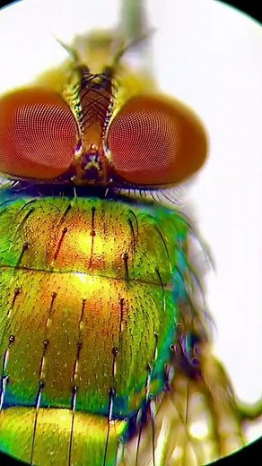 Fly under the microscope! Forensic science!