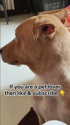 lab cross ll dog lover ll 🥰🐕🥰🐕🥰#youtubeshorts #shortsfeed #shorts #viral