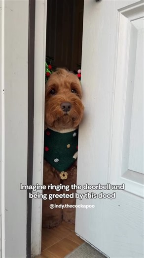 Mini Doodles Corner | 𝗙𝗼𝗹𝗹𝗼𝘄 @minidoodlescorner ↘️💖𝘿𝙤𝙣'𝙩 𝙛𝙤𝙧𝙜𝙚𝙩 𝙩𝙤 𝙁𝙤𝙡𝙡𝙤𝙬🤩↙️ 🐾 @bluffdalegoldens ❣️ 👑 @dreamcoatdoodle 💫 🥰 @tobey.the.cobberdog 💞 🄳🄼 🄵🄾🅁 🄿🅁🄾🄼🄾... | Instagram