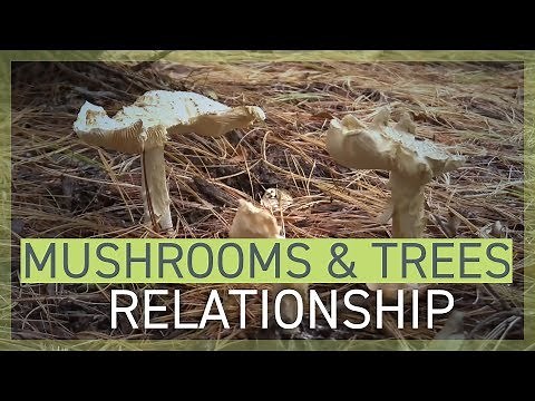 Mushrooms and Trees' Symbiotic Relationship