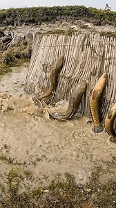 34M views · 150K reactions | Local Dry Season Village Fishing Video #fish #fishing #fishingtime #village #bigfish | Local Fishing Videos | Facebook