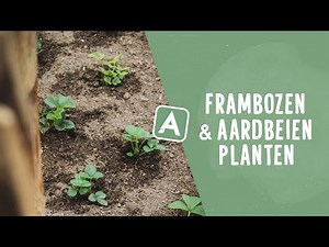 Fruit in the garden: planting raspberries and strawberries I Angelo Dorny