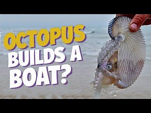 Greater Argonaut🐙 | The Octopus That Sails in a Paper Boat!