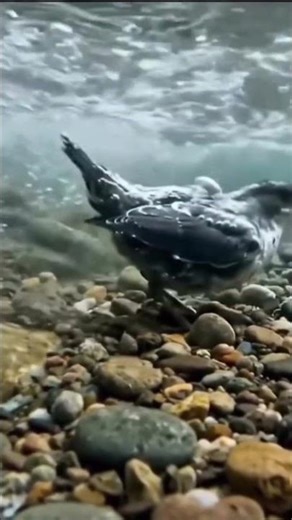 Amazing bird facts #sciencefacts