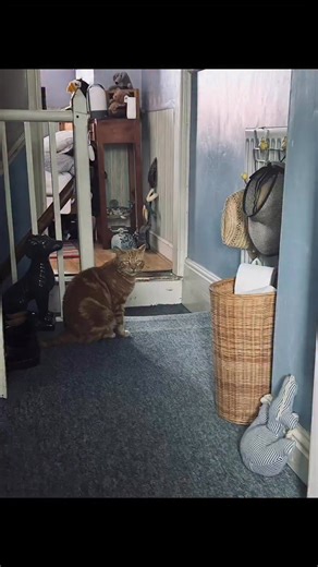 The Street Mugger hasn’t shown up for his evening milk. I’ve tried everything — even flicking on the outside lights like some sort of Cat-Signal — but no sign of him. I’ve checked the garden, , even on top of the wheelie bin. He’s probably off on his travels, charming (or mugging!) someone else for treats. In the meantime, here’s a photo of him on our landing. He’s always welcome inside, of course, but he’s very much an “outdoor adventures only” sort of lad. | Gwinny the Street Mugger