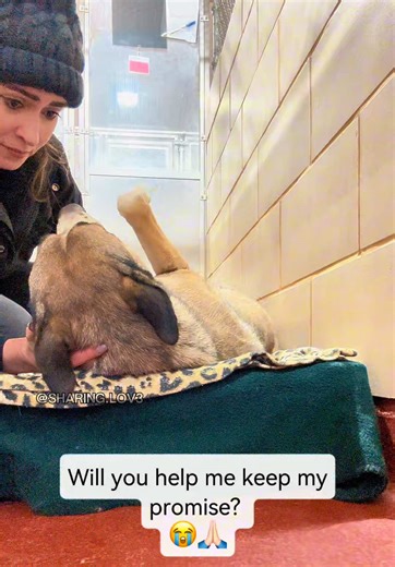 Gwen has been so lonely at the shelter… 🥺💔 She first arrived at the shelter in January, just days after her two puppies were picked up as strays. They had to be brought back so staff could catch Gwen, and a couple of days later, she found herself here too. Her puppies were adopted in a heartbeat. Mama Gwen stayed behind. She is very shy in her kennel, terrified of the noise and the loneliness. But the moment you walk up to her, she lays down and offers her belly, like she is begging you to tou