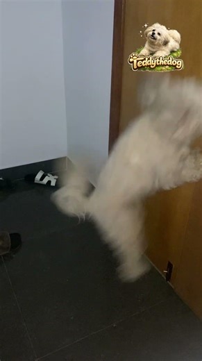 I love getting things done my way😊😊 #viral #petshub #puppy #puppyvideos #cutepup #growth