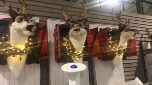 Singing reindeer at cadbury garden centre lol | Whats on Bristol