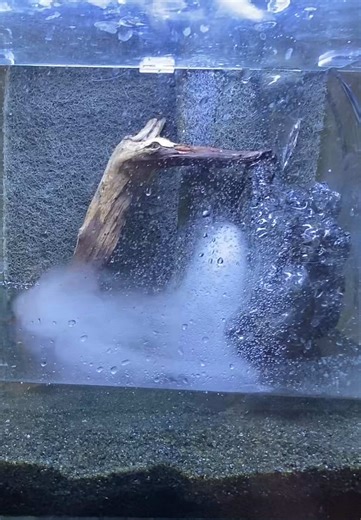 #paludarium #terrarium #vivarium #riccia #orchids #orchid #ferns #fern #carnivorousplant #carnivorousplants #micro #anubias