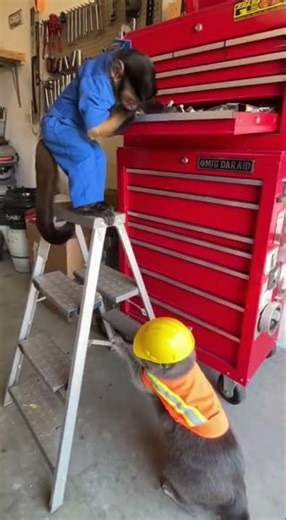 Funny Monkey Mechanics & Tool Box Fail 🐒🔧🤣
