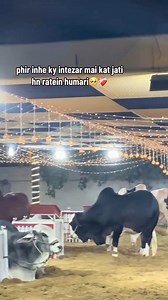 17K views · 941 reactions |  | Crazy Cattle | Facebook
