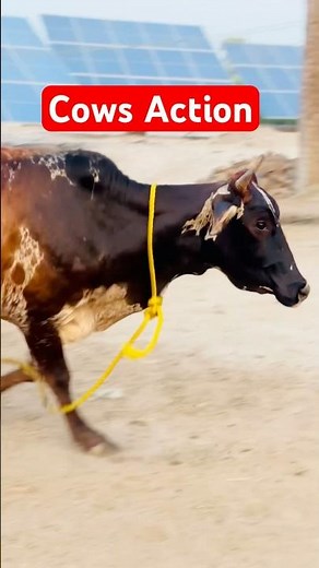 Cows Fast Running #shorts