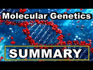 Summary - Molecular Genetics