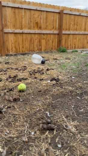 1.1K views | Happy Scoop 541-709-0705 Trusted by your neighbors since 2021. We scoop dog poop!  | Happy Scoop | Facebook