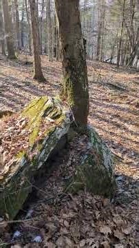 pretty cool Black Birch Tree #tree #trees