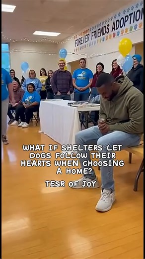 What Happens When Rescue Dogs Pick Their Forever Families #shelterdog #rescuedog #france #usa #dog
