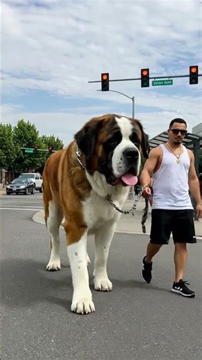Genetically Engineered Saint Bernard Dog