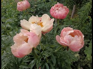 Horticulturalist shows the timeless beauty of Paeonia [4K]