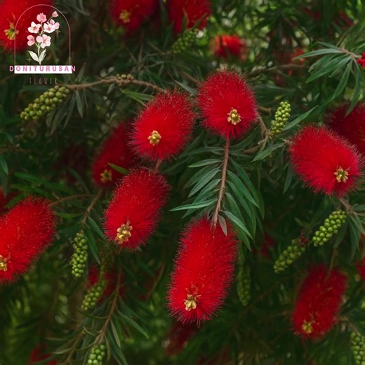 40 Crimson Bottlebrush Seeds, Flowering Shrub Tree, Red Blooms, Hardy Evergreen - Etsy