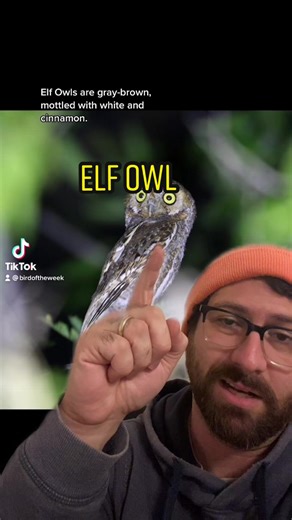 Discover the Enchanting World of the Elf Owl - Bird of the Week