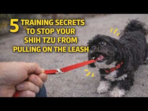 5 Training Secrets to Stop Your Shih Tzu From Pulling on the Leash