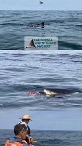 Yesterday we had our first research expedition to the Farallon Islands for 2025! In addition to identifying several new sharks for our database with underwater cameras, we were able to identify this shark feeding on a sea lion carcass. We are continuously grateful for the support of our community, local and beyond. Because of you we can continue over 30 years of white shark research. Money can’t buy a long term data set- but it can keep one going! Stay tuned for our annual appeal to be emailed t