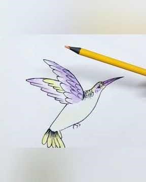 How to Draw a Hummingbird for Beginners | Step-by-Step Colored Pencil Tutorial