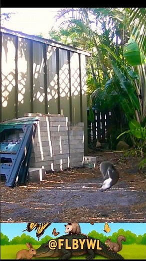 Backyard Squirrel Olympics | Ninja Moves & an Epic Backflip!