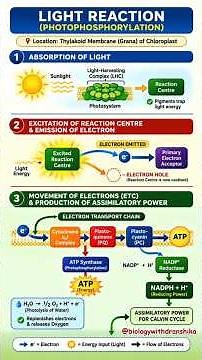 Sunlight excites electrons, powers ATP, and fuels photosynthesis! #lightreaction #photosynthesis