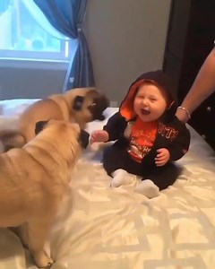 That baby will love those dogs furever! | Dog lover