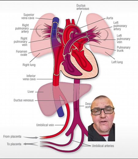 Placenta Blood Circulation: Artery & Vein Correction