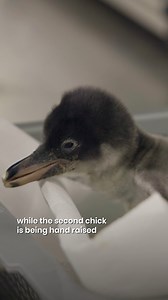 Big news about our penguin family! 🐧✨ Pascale, a rescued female northern rockhopper penguin, is about to join our colony! Her arrival brings hope for a special bond with Pierre, our only other rockhopper penguin. Fingers crossed for a new penguin pair! 🤞 But that’s not all! We’ve also welcomed two adorable gentoo chicks to first-time parents, Riki and Peach. 💕 While the first chick is lovingly cared for by its parents, the second is being hand-raised in the Research Room at Ocean Network Expr