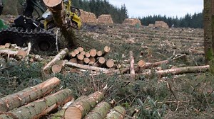Iggesund Forest Blue Guide Bar on a John Deere 1470G / H415. Peter Williamson Jnr is the operator harvesting a large Sitka Spruce on a Timber Tech site | Forestmachinemagazine
