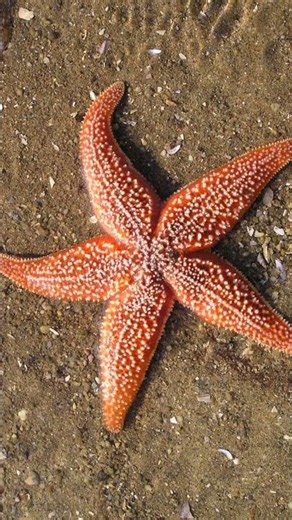Starfish sound